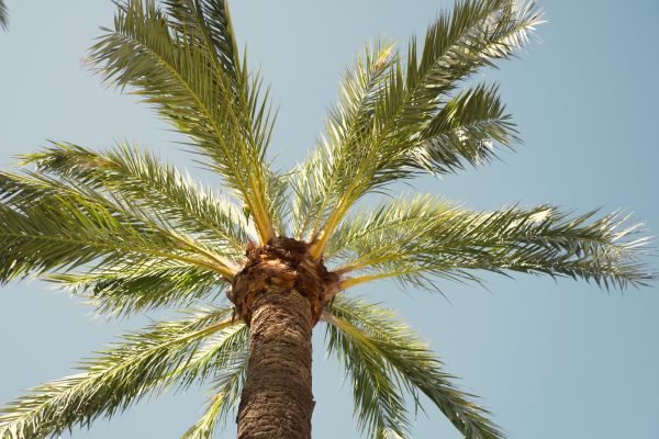 Palm Tree Pruning in Sebring