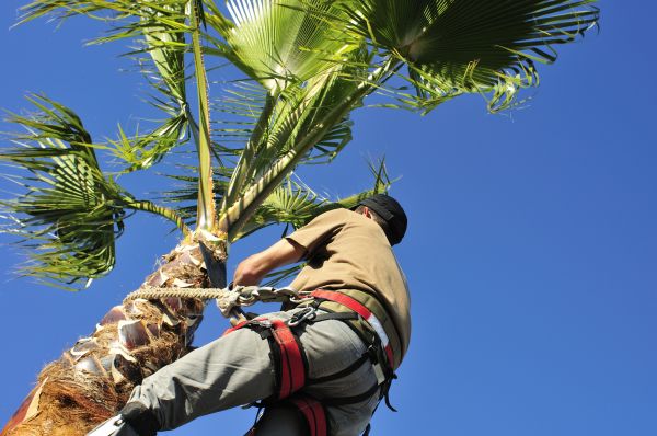 Palm Tree Trimming in Sebring
