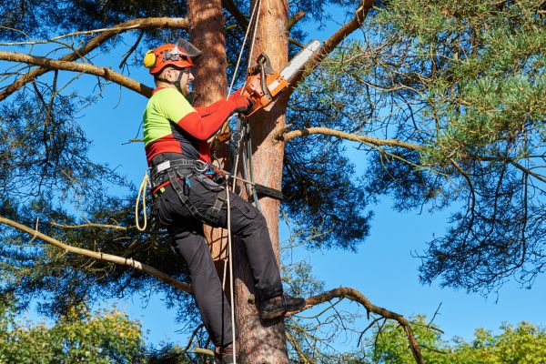 Tree Service in Sebring