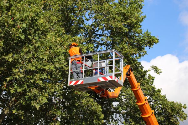 Commercial Tree Service in Sebring