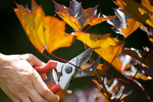 Cost of Maple Tree Pruning in Sebring