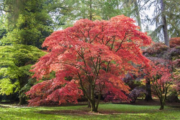 Japanese Maple Pruning in Sebring
