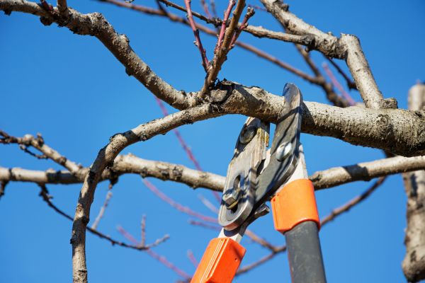 Peach Tree Trimming in Sebring