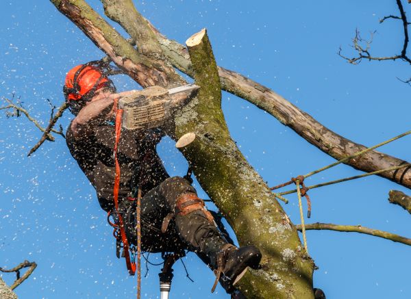 Tree Trimming Service in Sebring