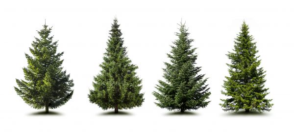Cost of Pine Tree Trimming in Sebring