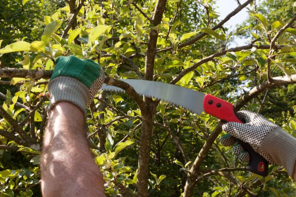 Apple Tree Trimming in Sebring