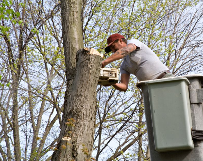 Tree Maintenance Service detail