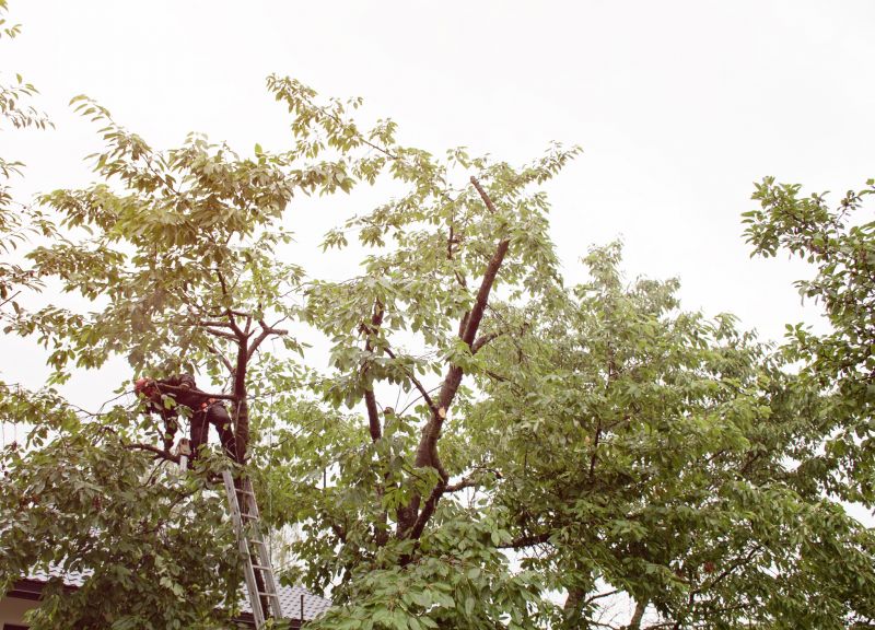 Tree Trimming Service detail