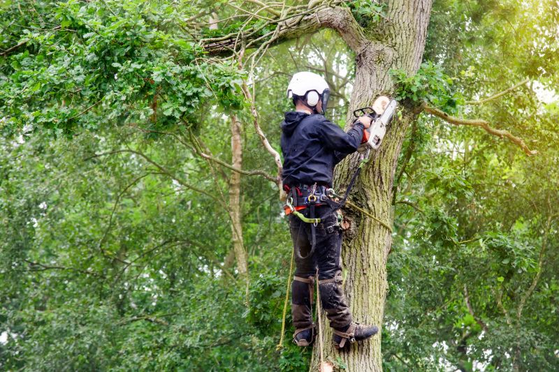 Arborist Assessing Tree Health