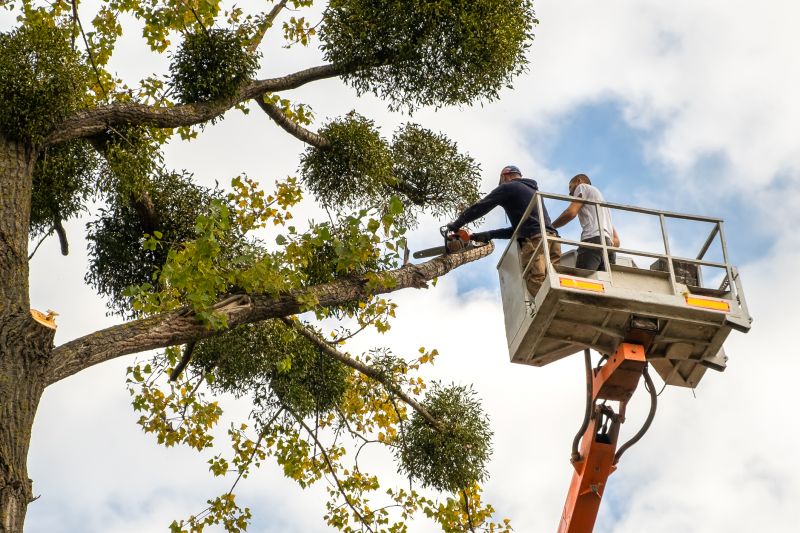 Tree Health Maintenance
