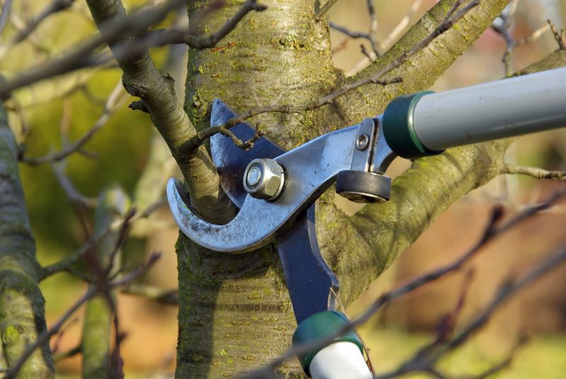 Autumn Pruning