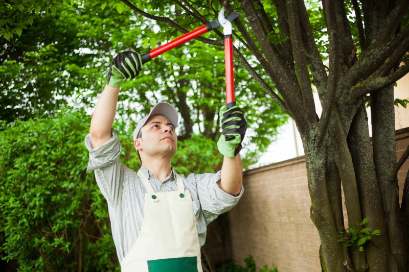 Tree Removal and Pruning